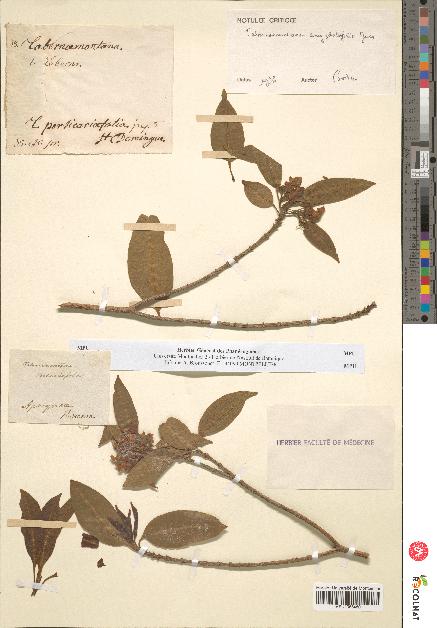 spécimen de Tabernaemontana persicariifolia