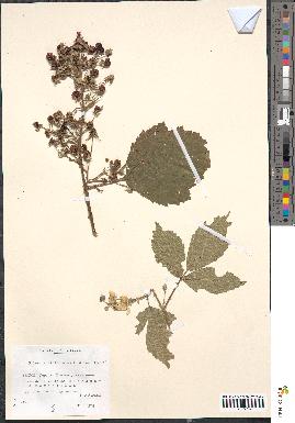 spécimen de Rubus albiflorus