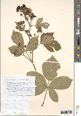 spécimen de Rubus albiflorus