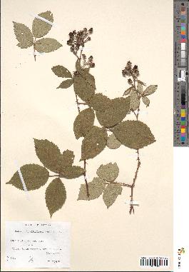 spécimen de Rubus albiflorus