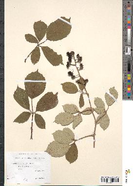 spécimen de Rubus albiflorus