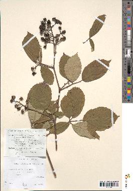 spécimen de Rubus albiflorus