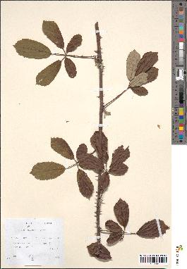 spécimen de Rubus bifrons