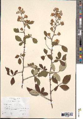 spécimen de Rubus bifrons