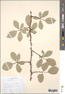 spécimen de Rubus bifrons