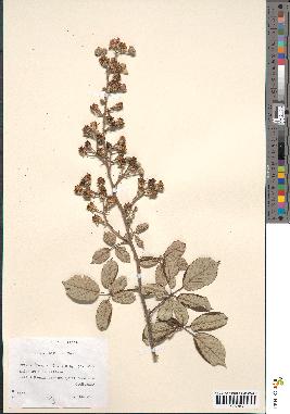 spécimen de Rubus bifrons