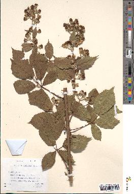 spécimen de Rubus divaricatus