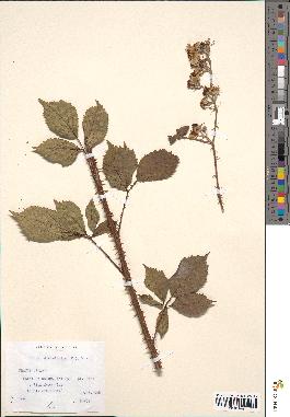 spécimen de Rubus divaricatus