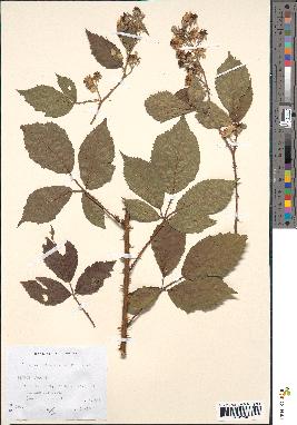 spécimen de Rubus divaricatus