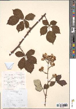 spécimen de Rubus candicans