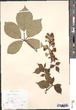 spécimen de Rubus candicans