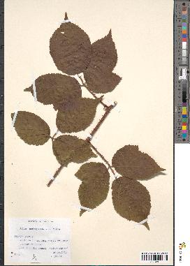 spécimen de Rubus curtiglandulosus