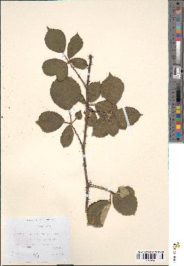 spécimen de Rubus bifrons