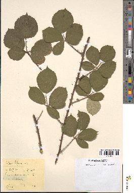 spécimen de Rubus bifrons
