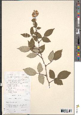 spécimen de Rubus bifrons