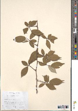 spécimen de Rubus bifrons