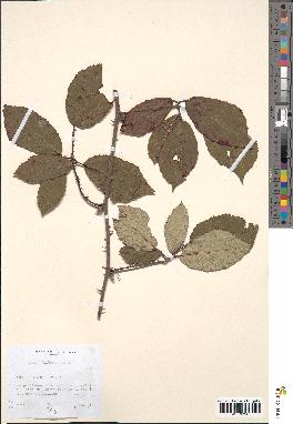 spécimen de Rubus bifrons
