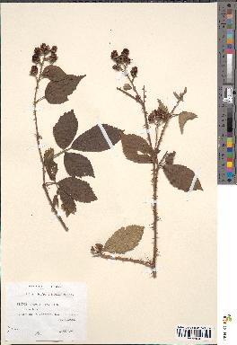 spécimen de Rubus bifrons