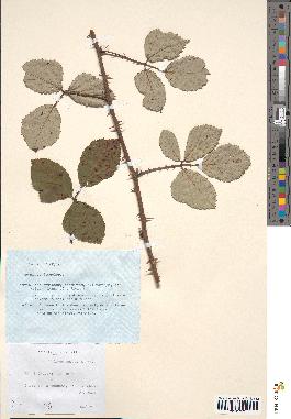spécimen de Rubus bifrons