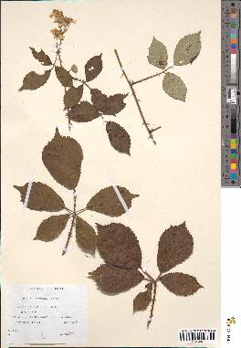 spécimen de Rubus bifrons