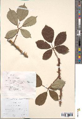 spécimen de Rubus bifrons