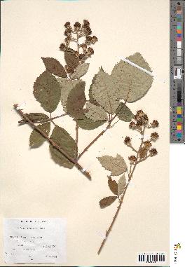 spécimen de Rubus bifrons