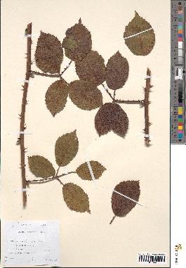spécimen de Rubus bifrons
