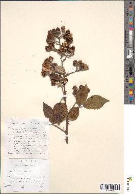 spécimen de Rubus bifrons