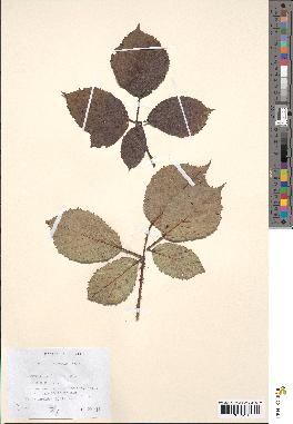 spécimen de Rubus bifrons