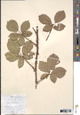 spécimen de Rubus bifrons