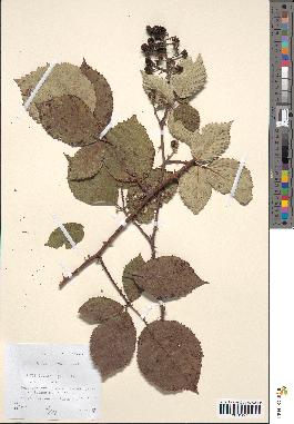 spécimen de Rubus bifrons