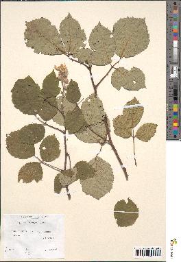 spécimen de Rubus bifrons