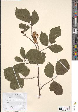 spécimen de Rubus bifrons