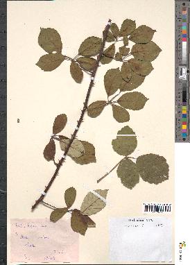 spécimen de Rubus bifrons