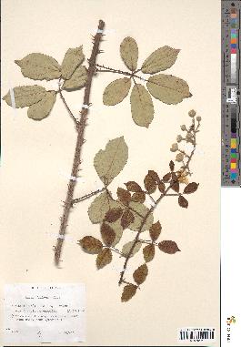 spécimen de Rubus bifrons