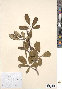 spécimen de Rubus bifrons