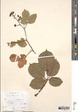spécimen de Rubus bifrons