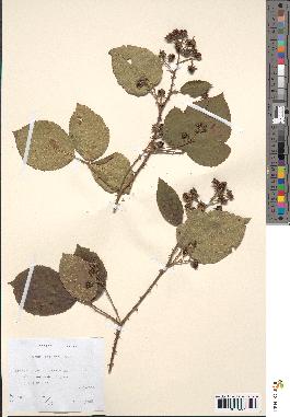 spécimen de Rubus bifrons