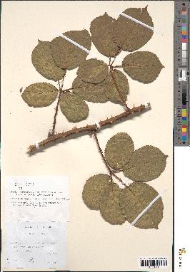 spécimen de Rubus bifrons