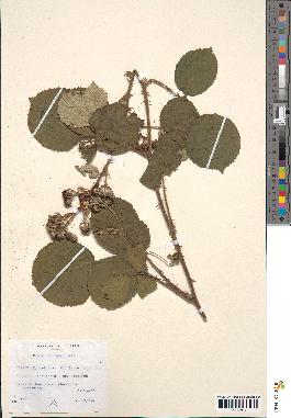 spécimen de Rubus bifrons