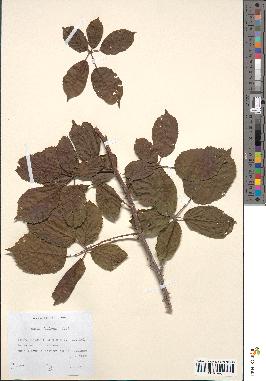 spécimen de Rubus bifrons