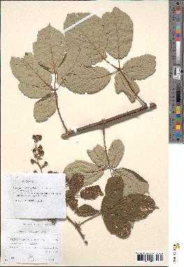 spécimen de Rubus bifrons