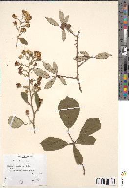 spécimen de Rubus bifrons