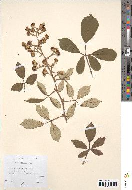 spécimen de Rubus bifrons