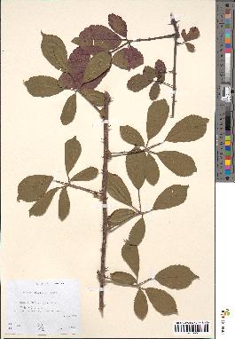 spécimen de Rubus bifrons