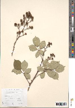 spécimen de Rubus bifrons