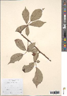 spécimen de Rubus bifrons