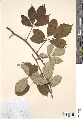 spécimen de Rubus bifrons