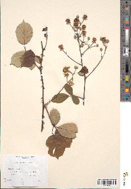 spécimen de Rubus bifrons