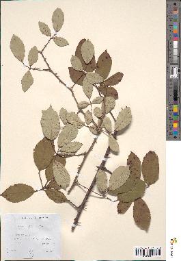 spécimen de Rubus bifrons
